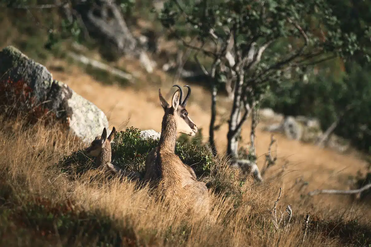 chamois sur le hohneck julien rabier