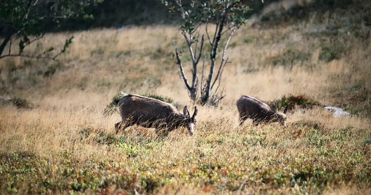 chamois hohneck vosges julien rabier